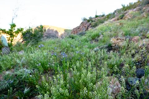 Spring Flowers in the Desert Stock Photos