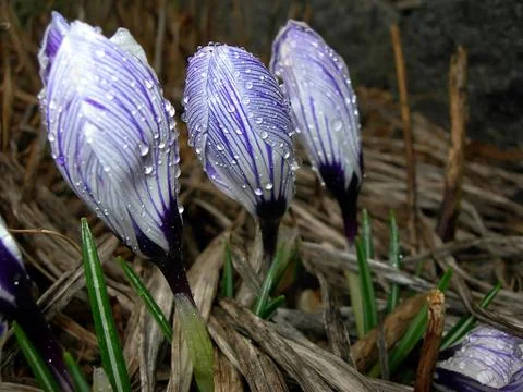 Spring flowers with dew Stock Photos