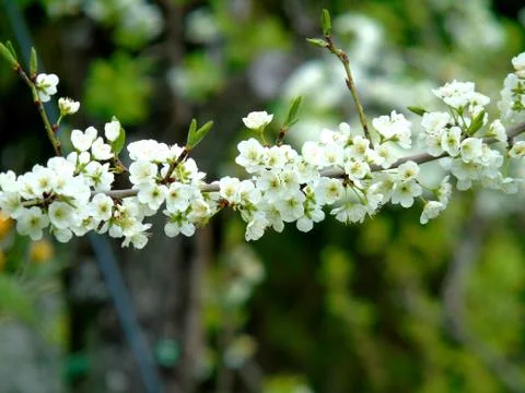 Spring flowers in different colours Stock Photos