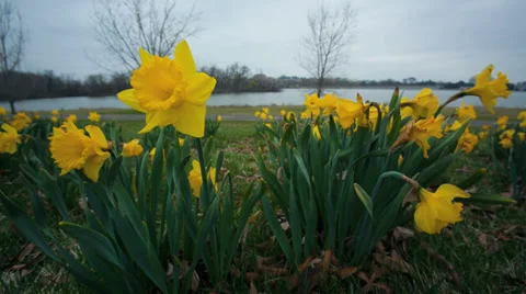Spring Flowers Dolly Shot Stock Footage 36930000