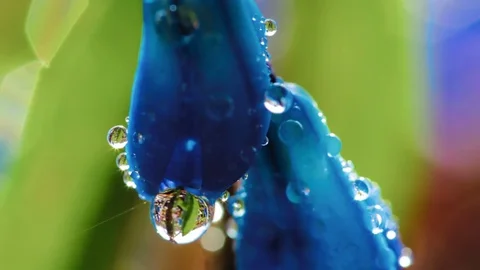 Spring flowers in drops of dew Stock Footage 80421521