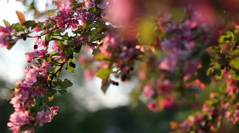 Spring flowers in early evening Video stock 23347558