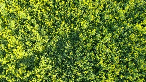 Spring flowers at easter Video stock 87755900