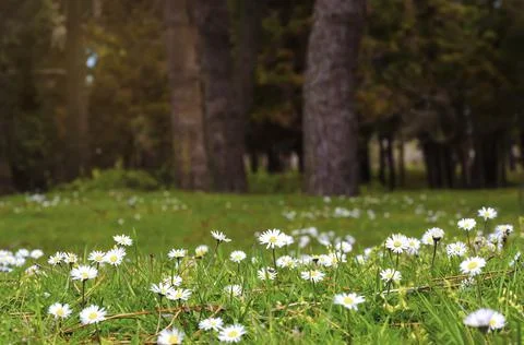 Spring flowers at the edge of forest 스톡 사진