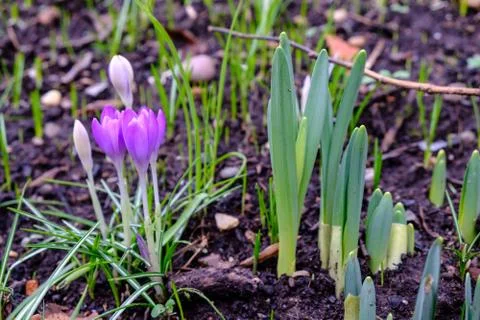 Spring Flowers Emerging Stock Photos