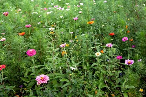 Spring flowers explode in the garden Stock Photos