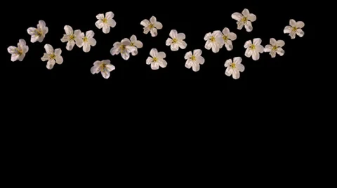 Spring flowers fall alpha Stock Footage 35872598