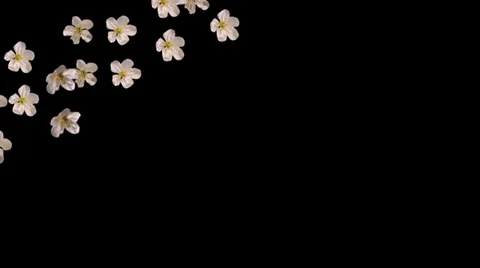 Spring flowers fall left alpha Stock Footage 35872345