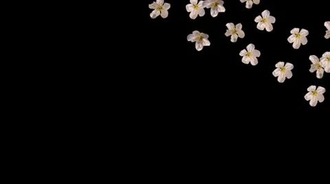 Spring flowers fall right alpha Stock Footage 35872272