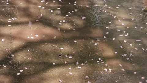 Spring flowers falling to the ground Stock Footage 187746412