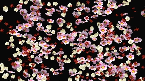 Spring Flowers Falling Loop full ultra HD 4k RGB + ALPHA transparent background Stock-Footage 88744587