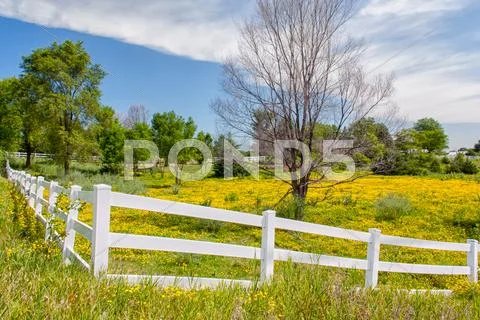 Spring Flowers in Fence Lined Pasture in Midwest Prairie Stock Photos