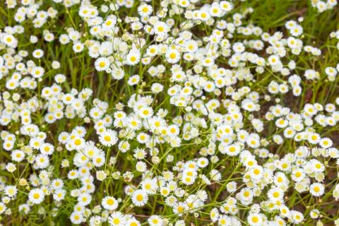 Spring flowers. Field chamomiles. Foto stock