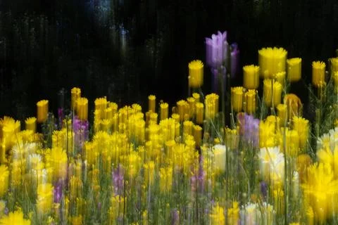 Spring flowers in a field intentional camera movement effect abstract natur.. Foto stock