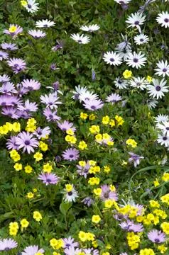 Spring flowers in field Photos