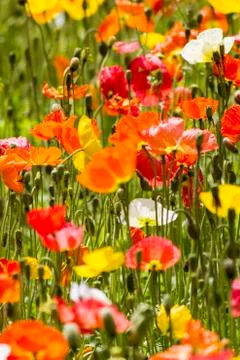 Spring flowers in the field Stock Photos