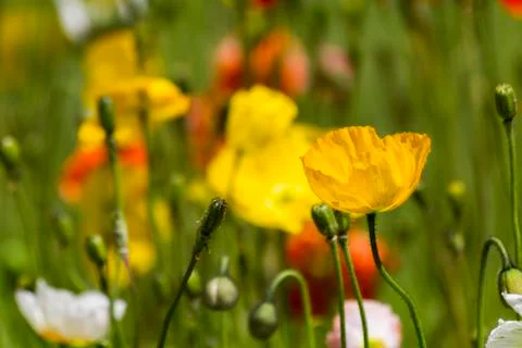 Spring flowers in the field Stock Photos