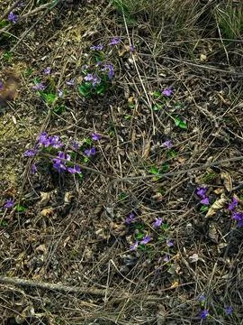 Spring flowers in the field Photos