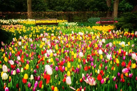 Spring flowers flowerbed Stock Photos