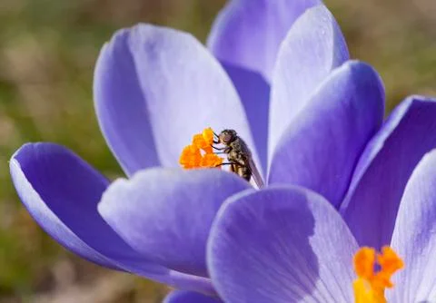 Spring flowers with fly Stock Photos