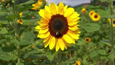 Spring Flowers with Flying Particles - 4K Animation 스톡 동영상 325337770