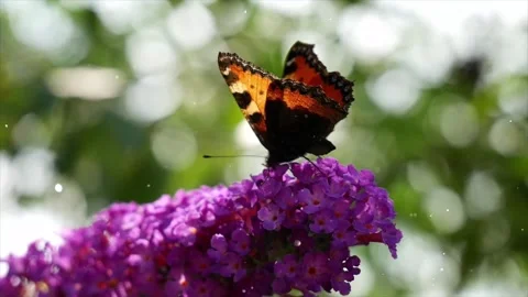 Spring Flowers with Flying Particles - 4K Animation Video stock 330234256