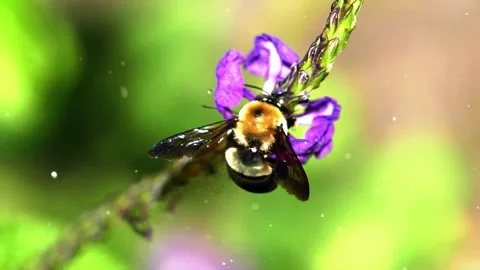 Spring Flowers with Flying Particles - 4K Animation Stock-Footage 330234597