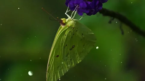 Spring Flowers with Flying Particles - 4K Animation Video stock 330234598