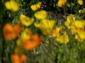 Spring Flowers - Focus In and Out HD Footage