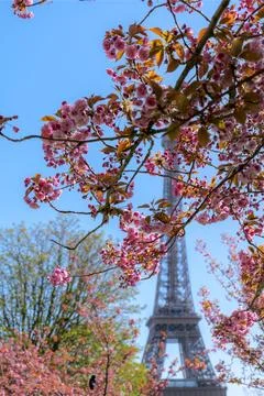 Spring flowers in focus with the Eiffel Tower softly blurred behind, Paris in Stock Photos