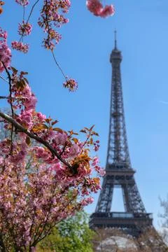 Spring flowers in focus with the Eiffel Tower softly blurred behind, Paris in Stock Photos