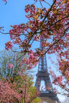 Spring flowers in focus with the Eiffel Tower softly blurred behind, Paris in Stock Photos