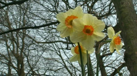 Spring flowers Stock Footage 67942