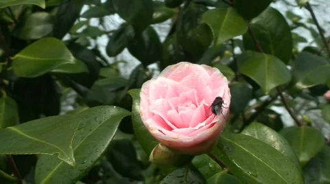 Spring flowers Stock-Footage 67969