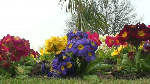 Spring flowers Stock Footage 67974