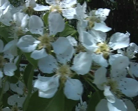 Spring flowers Stock Footage 354621