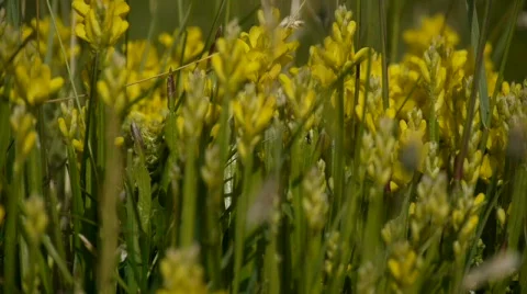 Spring Flowers Vídeo Stock 537354