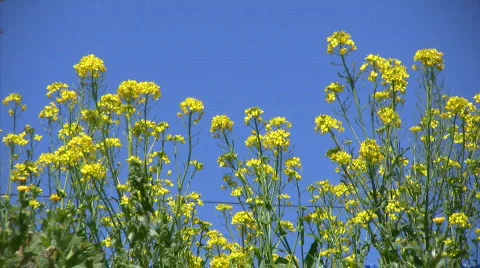 Spring flowers Stock Footage 660960