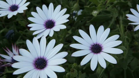 Spring Flowers Stock Footage 671464