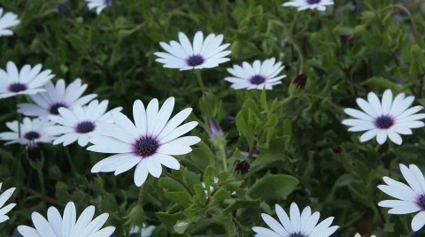 Spring Flowers Stock Footage 671490
