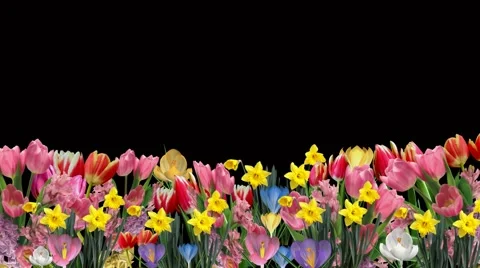 Spring flowers Stock Footage 1020091