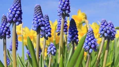 Spring flowers Stock Footage 1848140