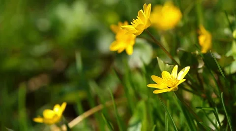 Spring flowers Stock Footage