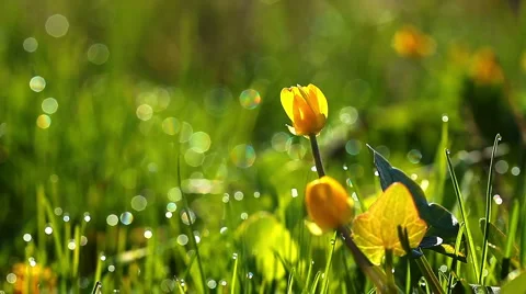 Spring flowers Stock Footage 3864523