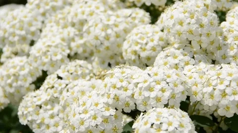 Spring flowers Stock Footage