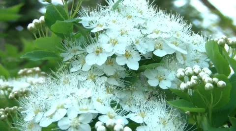 Spring Flowers Stock Footage 5370806