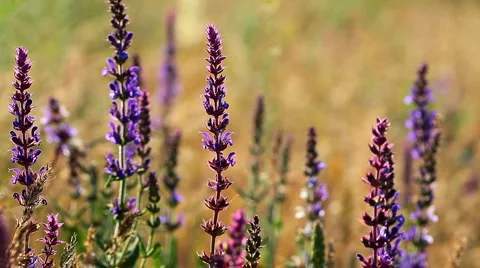 Spring flowers Stock Footage 6776095