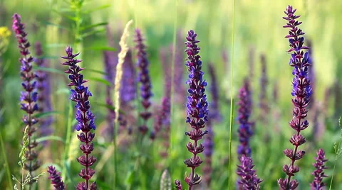 Spring flowers Stock Footage 6781603