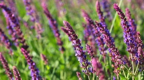 Spring flowers Stock Footage 6898892