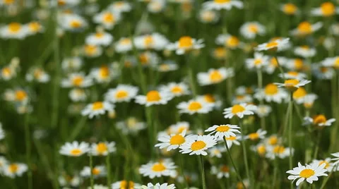 Spring flowers Stock-Footage 6901184